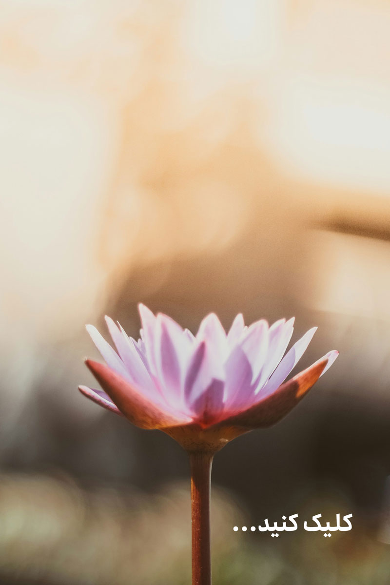 saffu-pYaKs30p9zg-unsplash